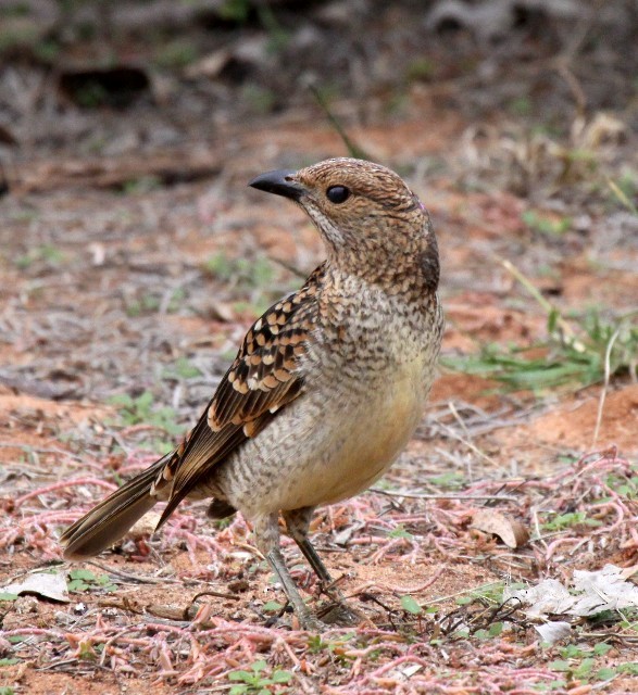 Spotted Bowerbird - ML204371551