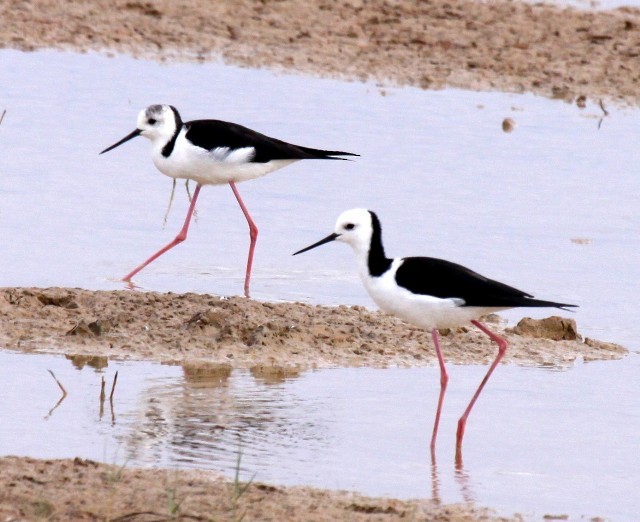 Pied Stilt - ML204371581