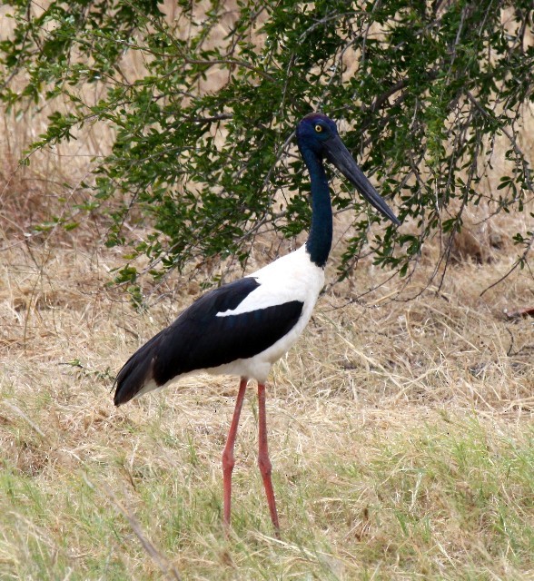 Black-necked Stork - ML204371601