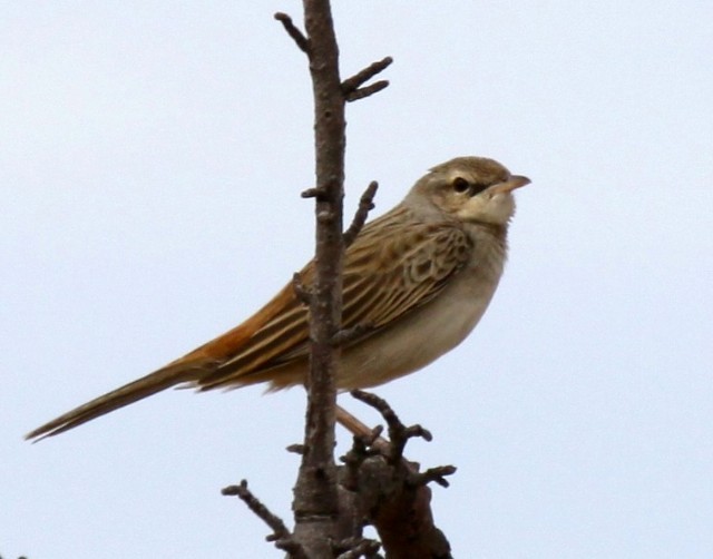 Rufous Songlark - ML204371631