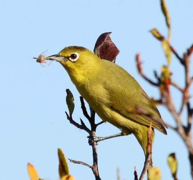 Australian Yellow White-eye - Lindsay Hansch