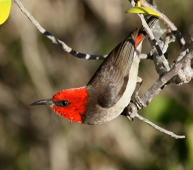 Red-headed Myzomela - ML204371661