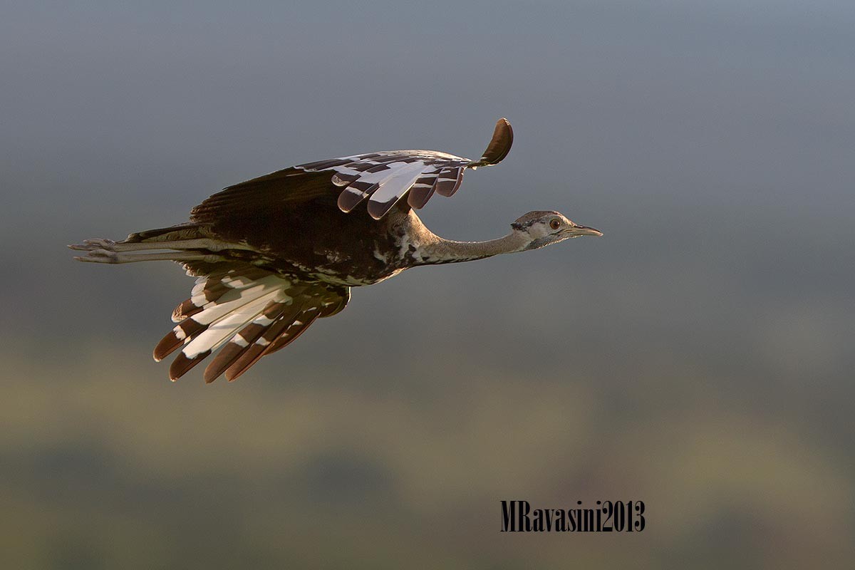 Black-bellied Bustard - Maurizio Ravasini