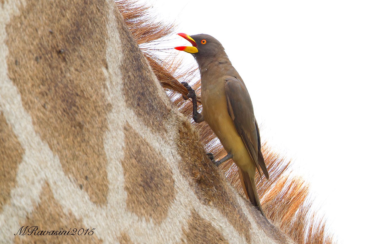 Yellow-billed Oxpecker - ML204372171