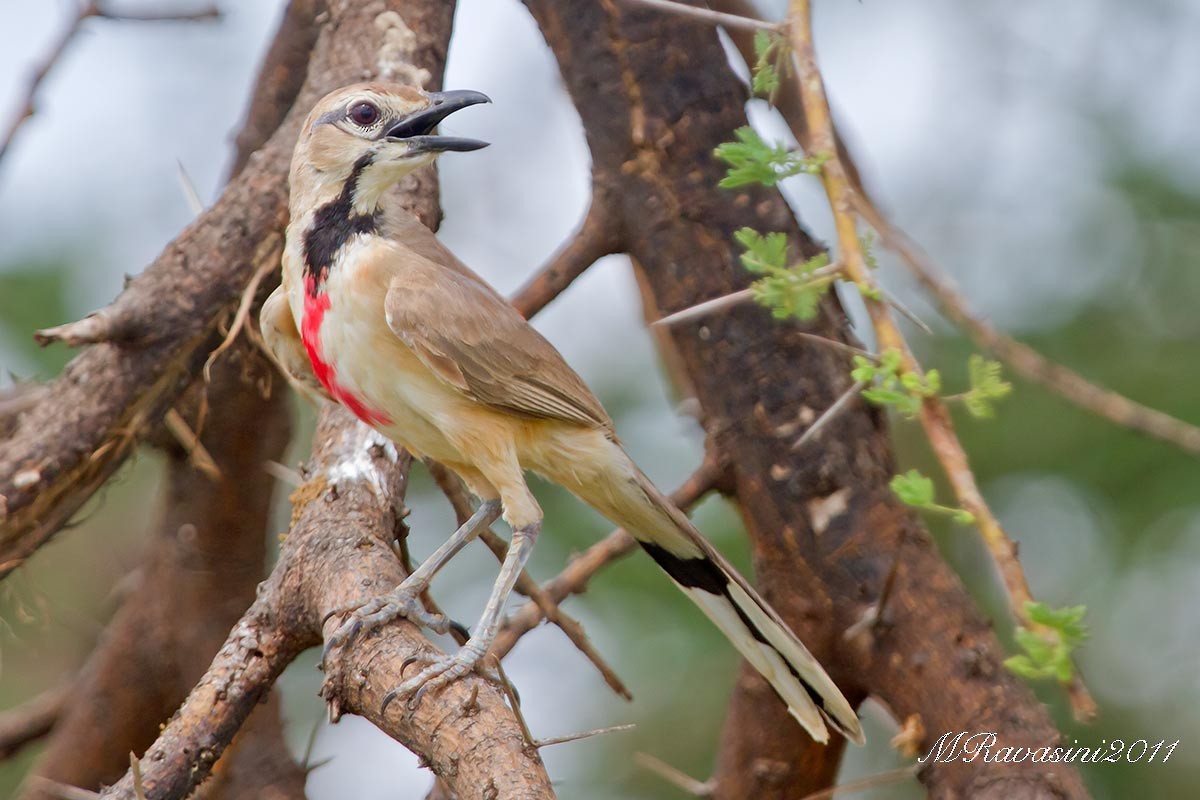 Rosy-patched Bushshrike - ML204372231