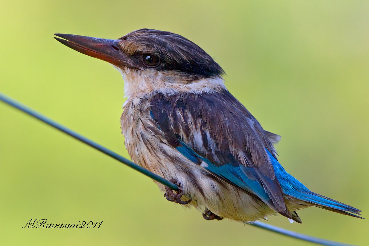 Striped Kingfisher - ML204372261