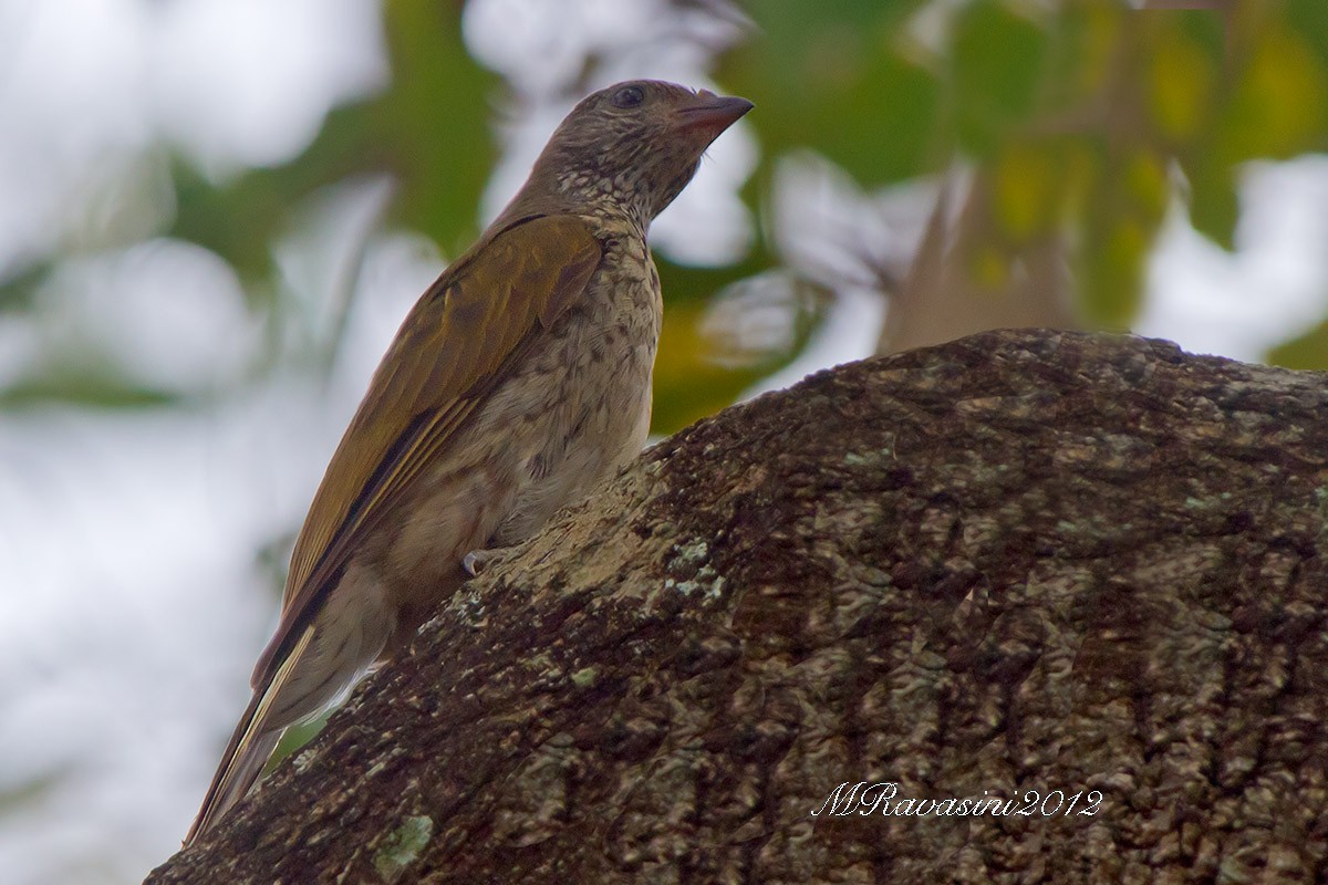 Scaly-throated Honeyguide - Maurizio Ravasini