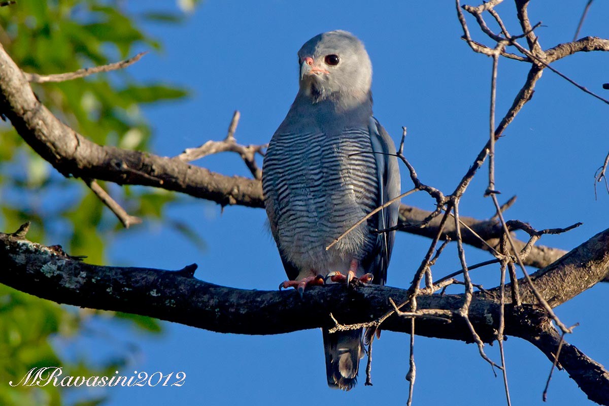 Lizard Buzzard - ML204372381