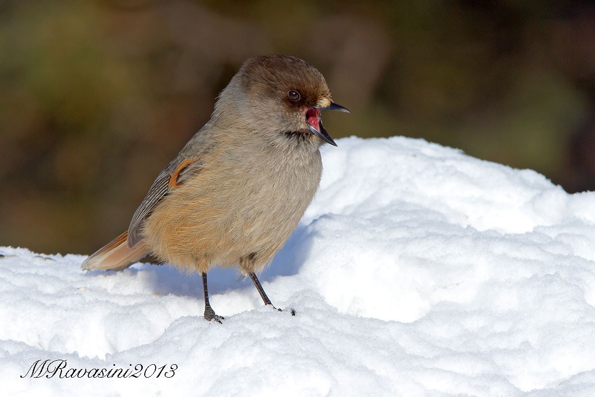 Siberian Jay - ML204372461