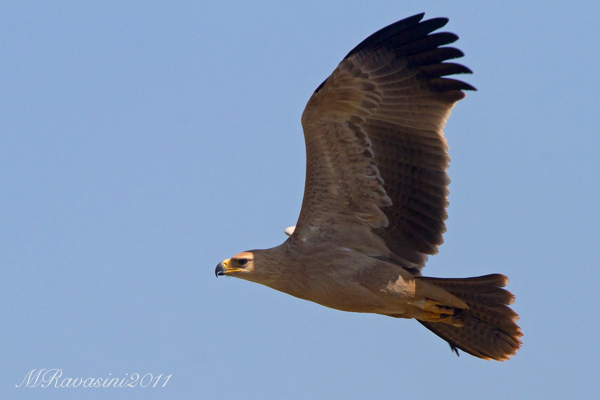 Tawny Eagle - ML204372661