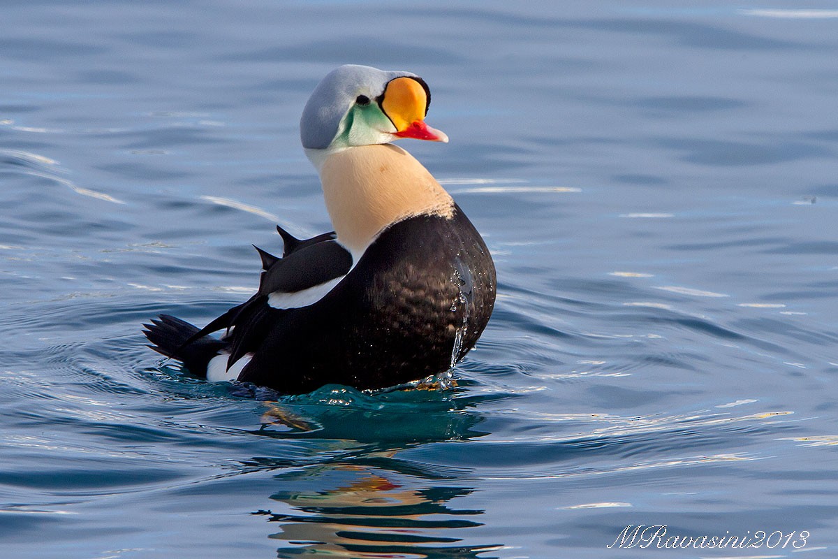 King Eider - Maurizio Ravasini