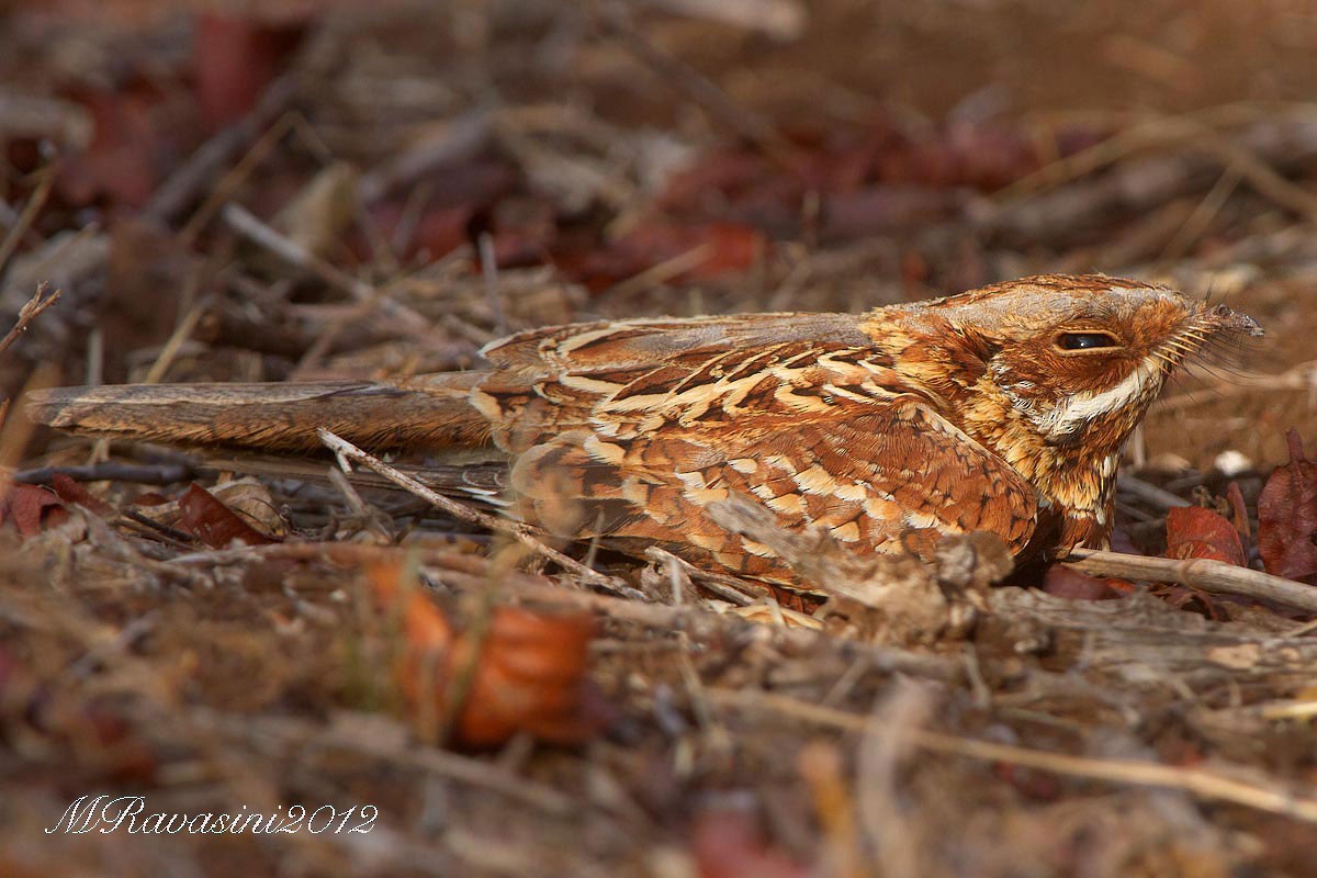 Donaldson Smith's Nightjar - Maurizio Ravasini
