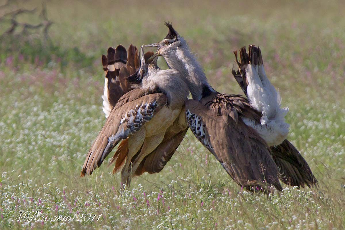 Kori Bustard - ML204372911