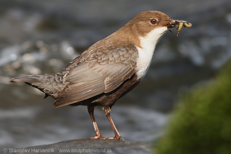 White-throated Dipper - ML204372941