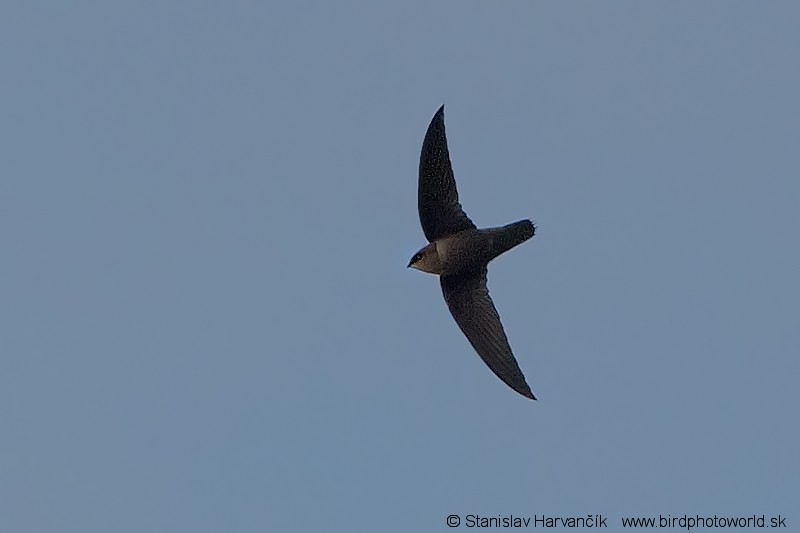 Chimney Swift - Stanislav Harvančík