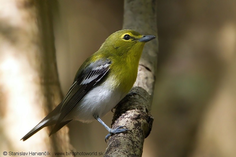 Yellow-throated Vireo - ML204373211