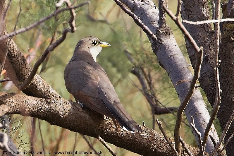 Yellow-billed Cuckoo - Stanislav Harvančík