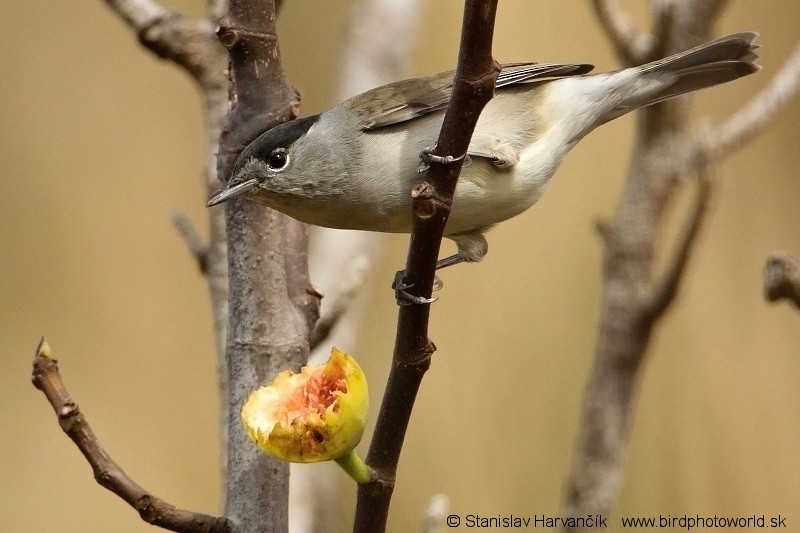 Eurasian Blackcap - ML204373311