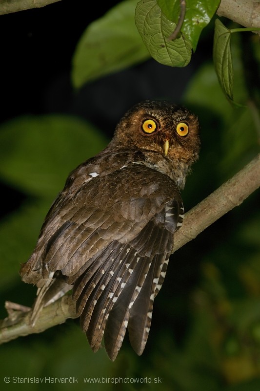 Andaman Scops-Owl - ML204373991