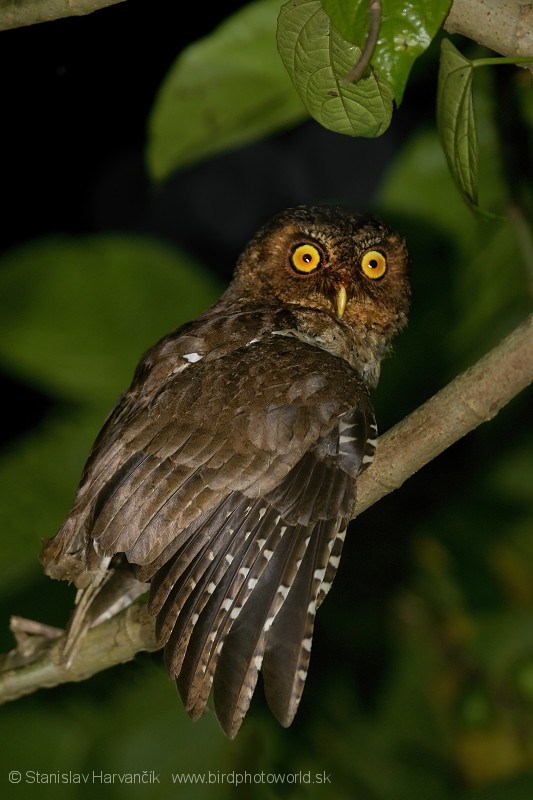 Andaman Scops-Owl - Stanislav Harvančík