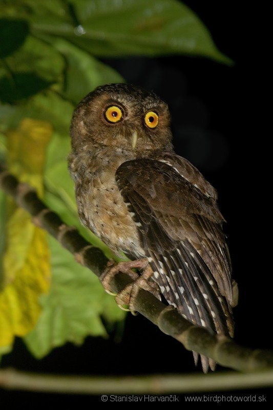 Andaman Scops-Owl - ML204374001