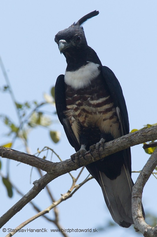 Black Baza - Stanislav Harvančík