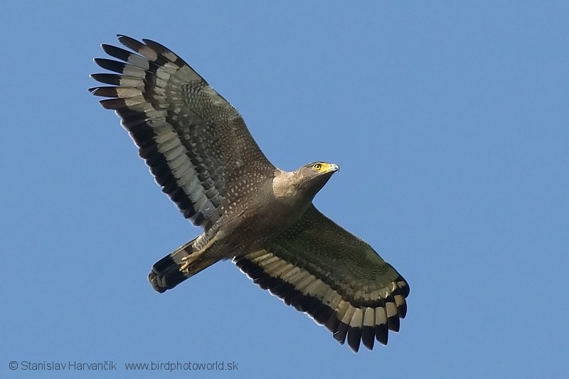 Crested Serpent-Eagle (Andaman) - Stanislav Harvančík