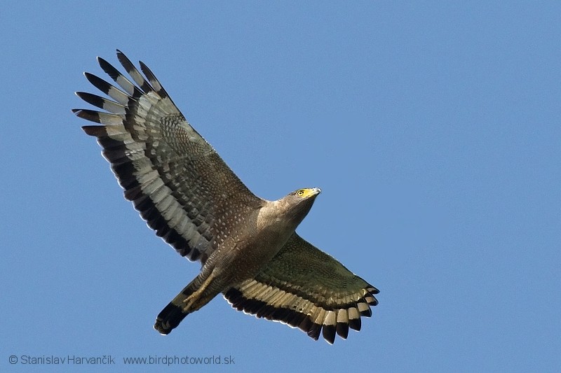 Crested Serpent-Eagle (Andaman) - Stanislav Harvančík