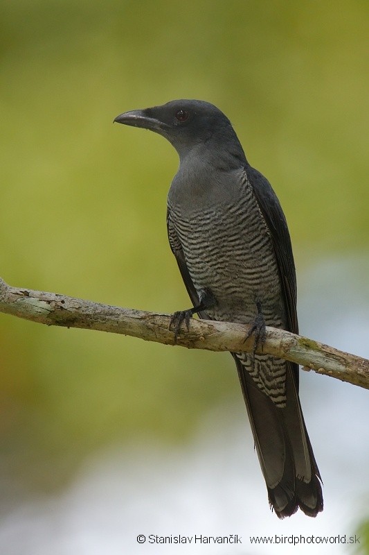 Andaman Cuckooshrike - ML204374581