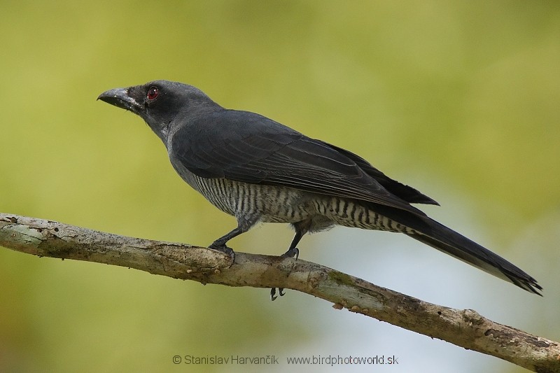 Andaman Cuckooshrike - ML204374591