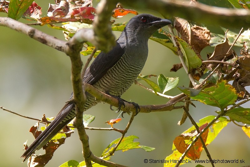 Andaman Cuckooshrike - ML204374601