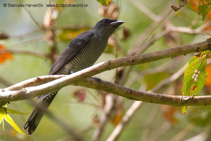 Andaman Cuckooshrike - ML204374611