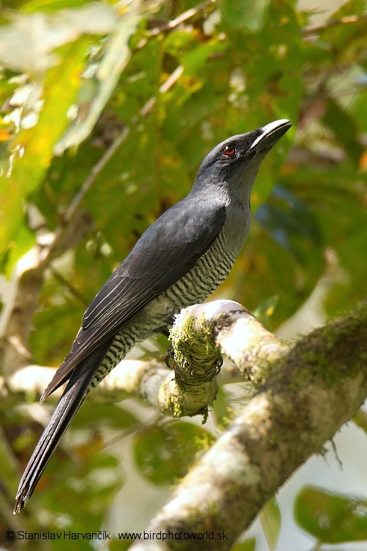 Andaman Cuckooshrike - ML204374621