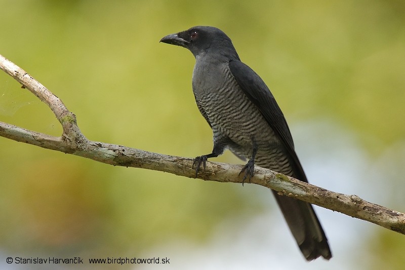 Andaman Cuckooshrike - ML204374631