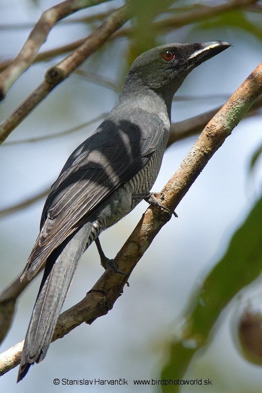 Andaman Cuckooshrike - Stanislav Harvančík