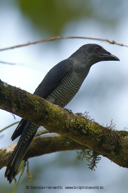 Andaman Cuckooshrike - ML204374651