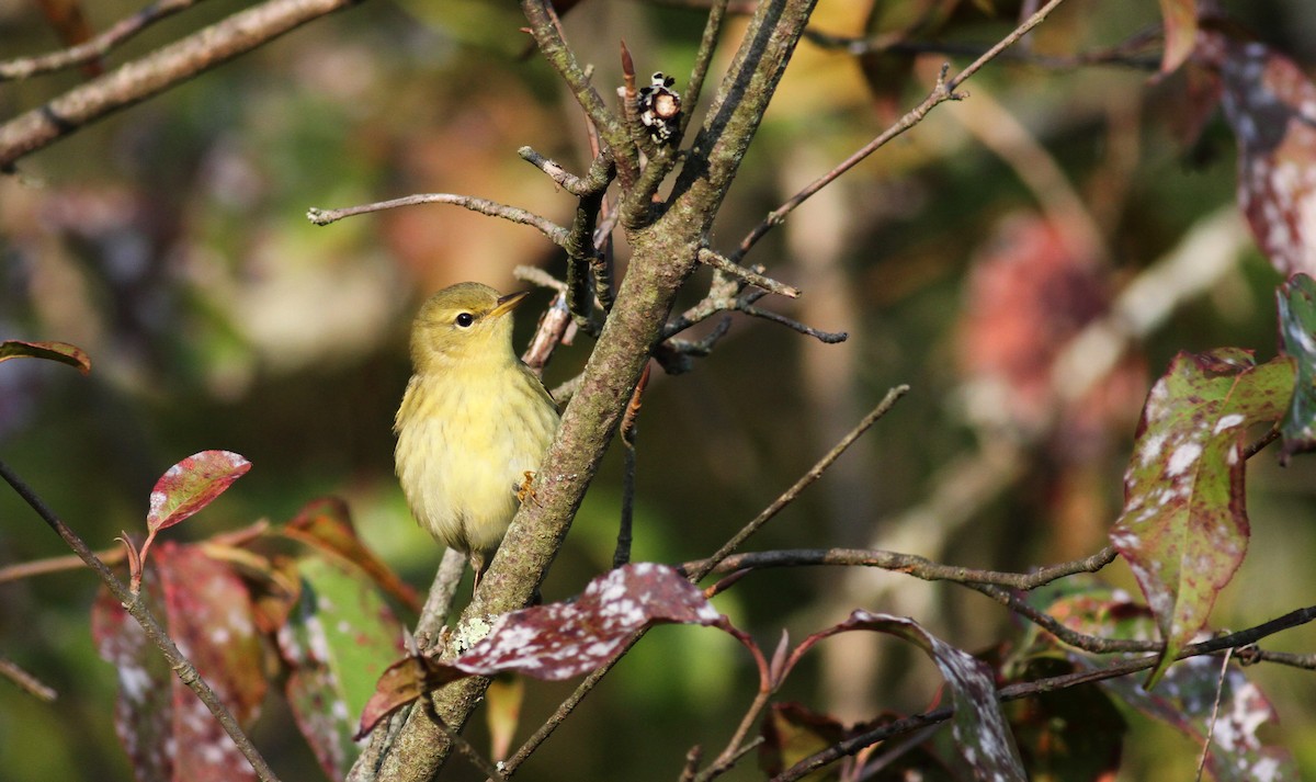 Blackpoll Warbler - ML20437491