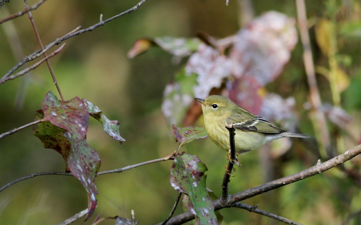 Blackpoll Warbler - ML20437501