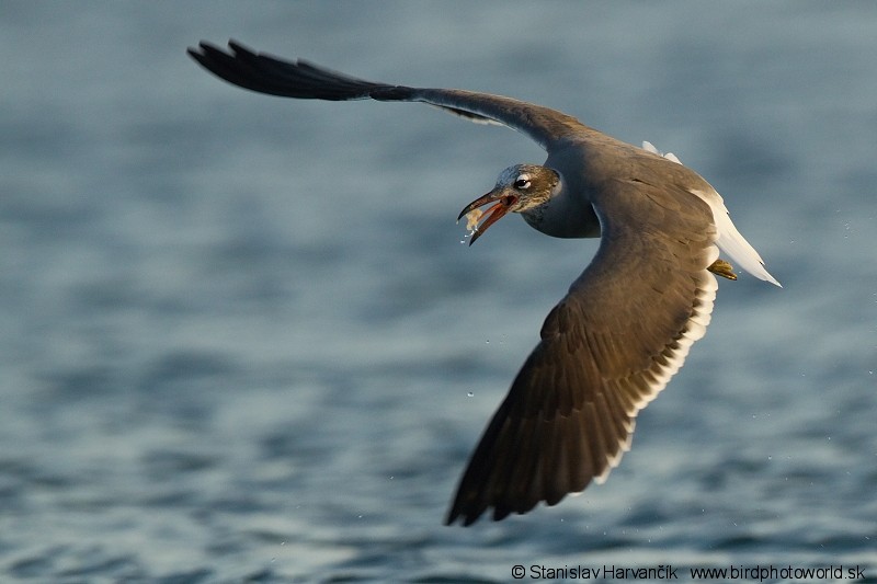 White-eyed Gull - Stanislav Harvančík