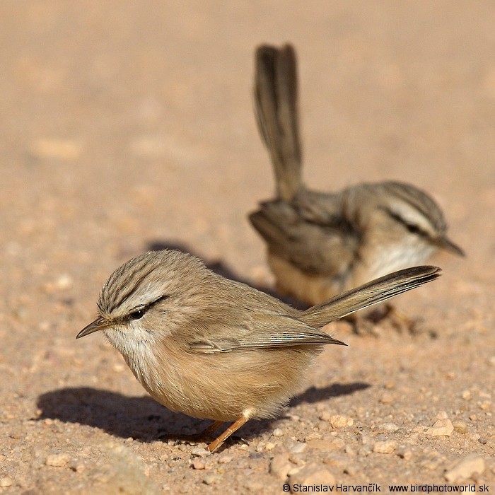 Scrub Warbler (Eastern) - Stanislav Harvančík