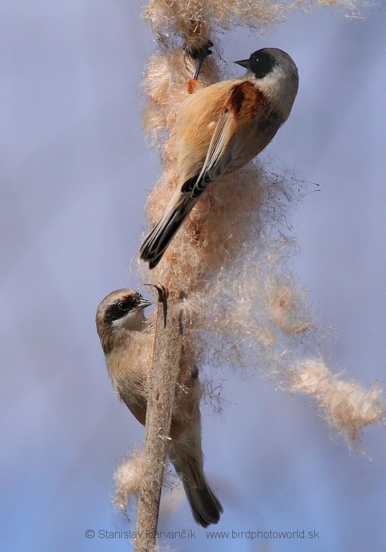 Eurasian Penduline-Tit - ML204375911