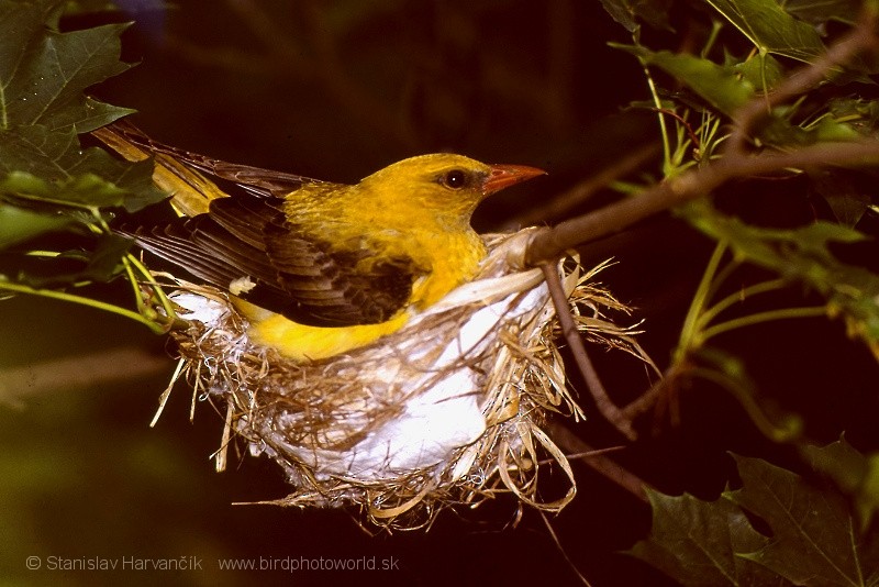 Eurasian Golden Oriole - ML204375981