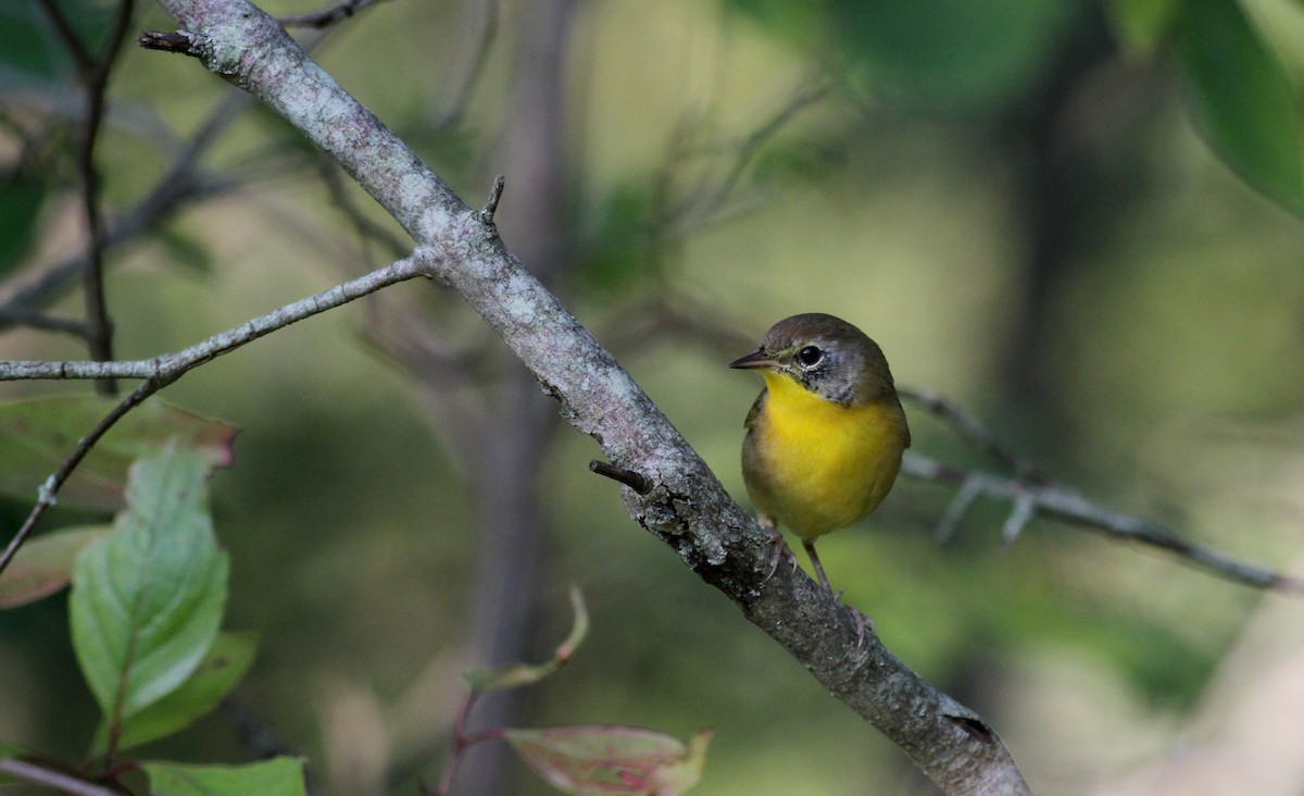 Common Yellowthroat - Jay McGowan