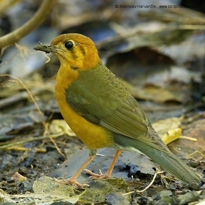 Orange-headed Thrush (Plain-winged) - ML204376611