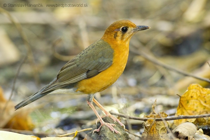 Orange-headed Thrush (Plain-winged) - ML204376621