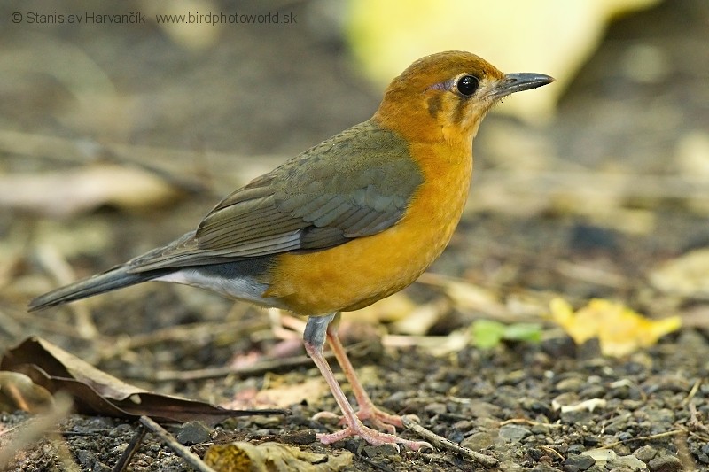 Orange-headed Thrush (Plain-winged) - ML204376631