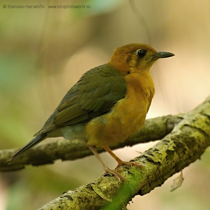 Orange-headed Thrush (Plain-winged) - ML204376641