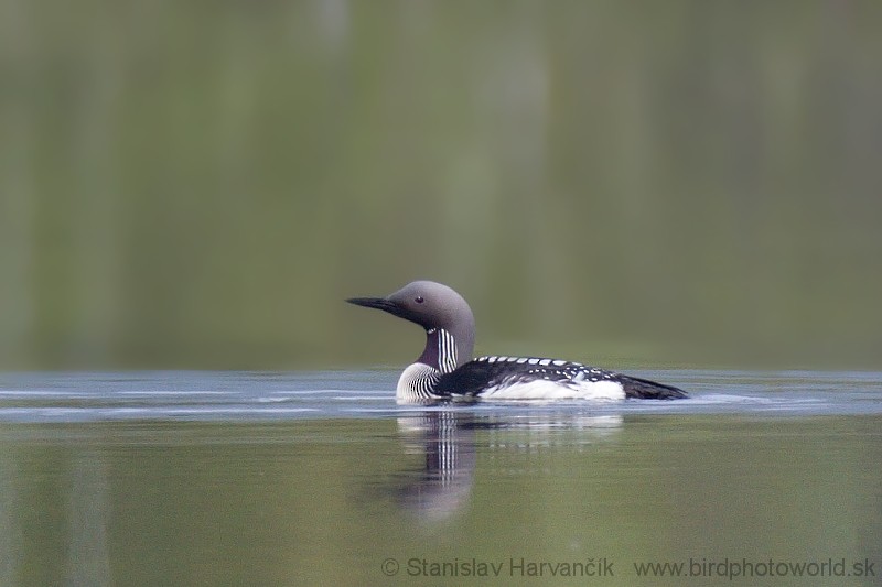 Arctic Loon - ML204376771