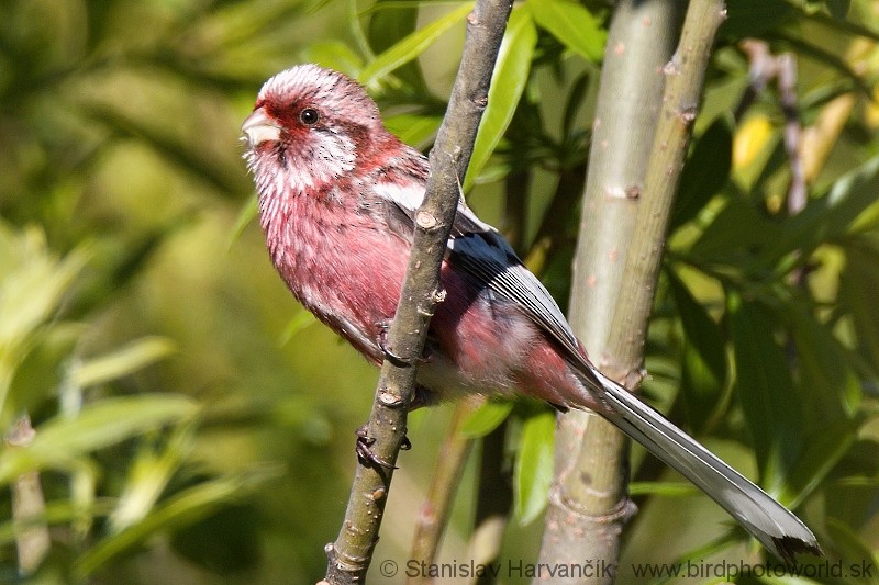 Long-tailed Rosefinch - ML204376891