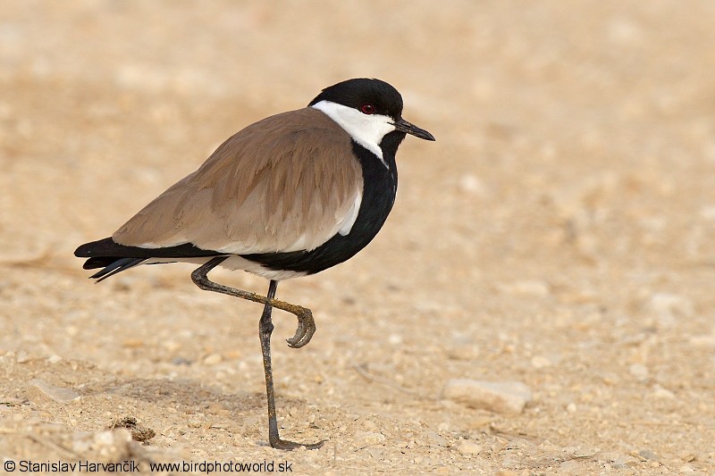 Spur-winged Lapwing - ML204377311